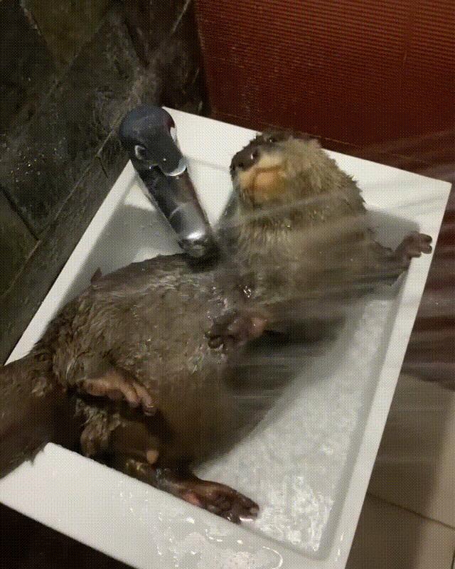 水獭宠物容易养吗视频,水獭宝宝可以当宠物吗