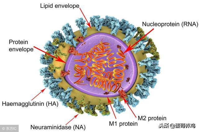 禽流行性感冒怎么有效防治？学会这5招，养鸡人不再怕了！