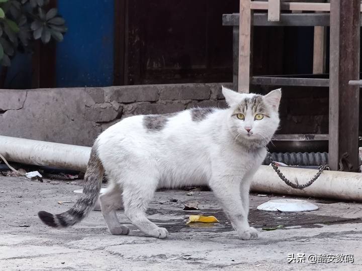 小米10年之作,小米十周年全篇