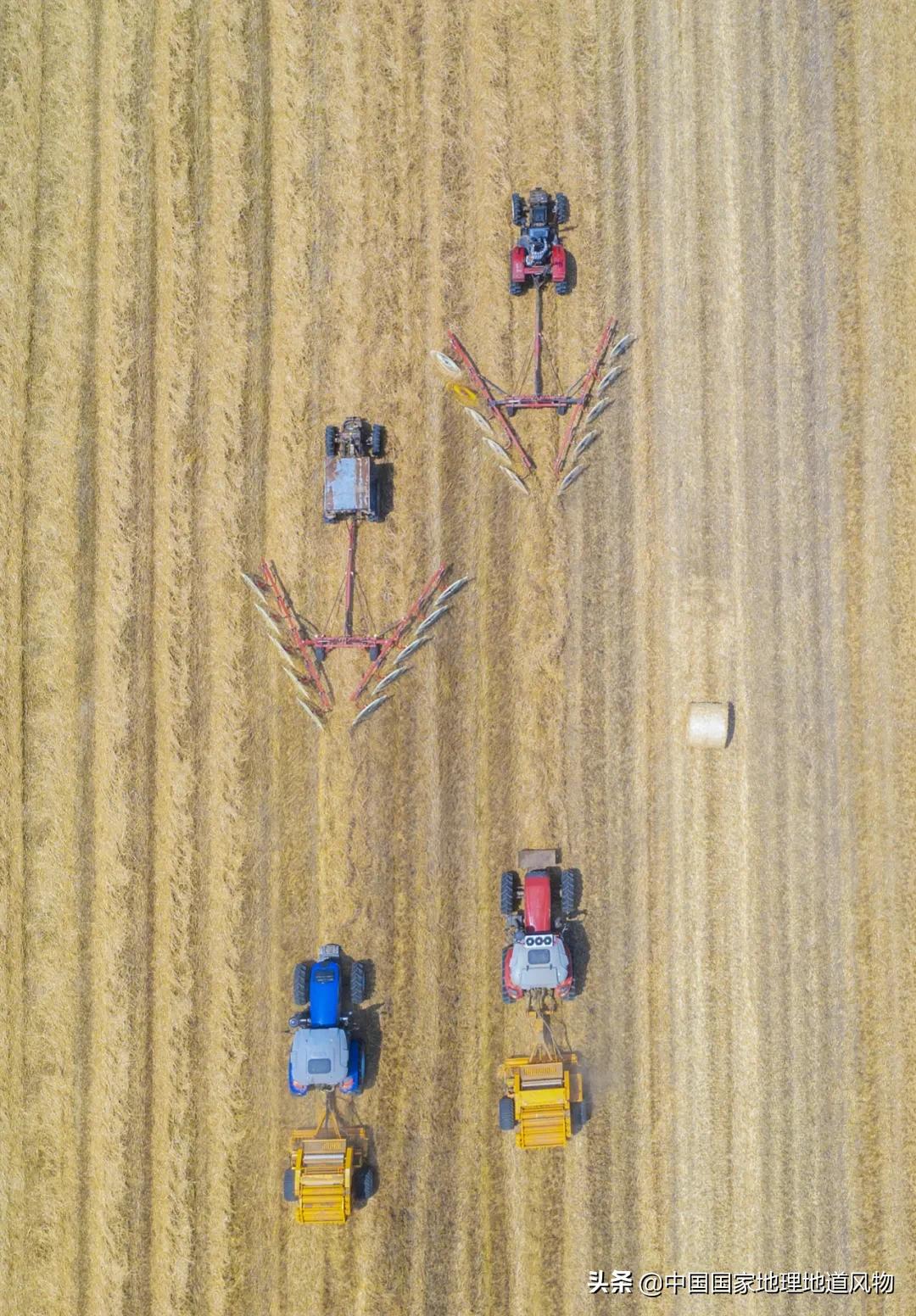 想不到！一粒小麦竟这样改变了中国