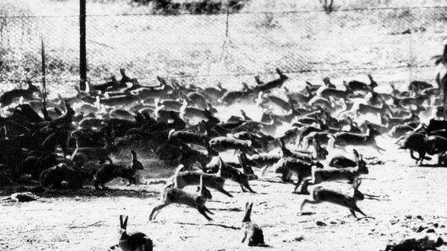 农夫放生20只兔子，50年增9亿倍，险毁灭澳洲草原，轰炸机都无用