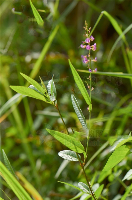 葫芦茶有什么效果,葫芦茶哪些人不适合喝