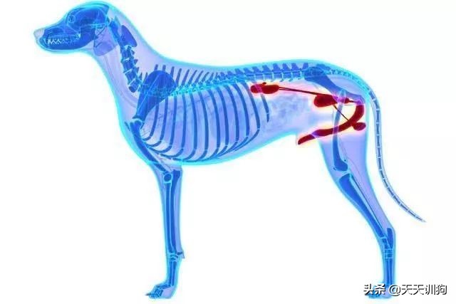 狗狗究竟可不可以吃葡萄,狗狗不能吃水果知识