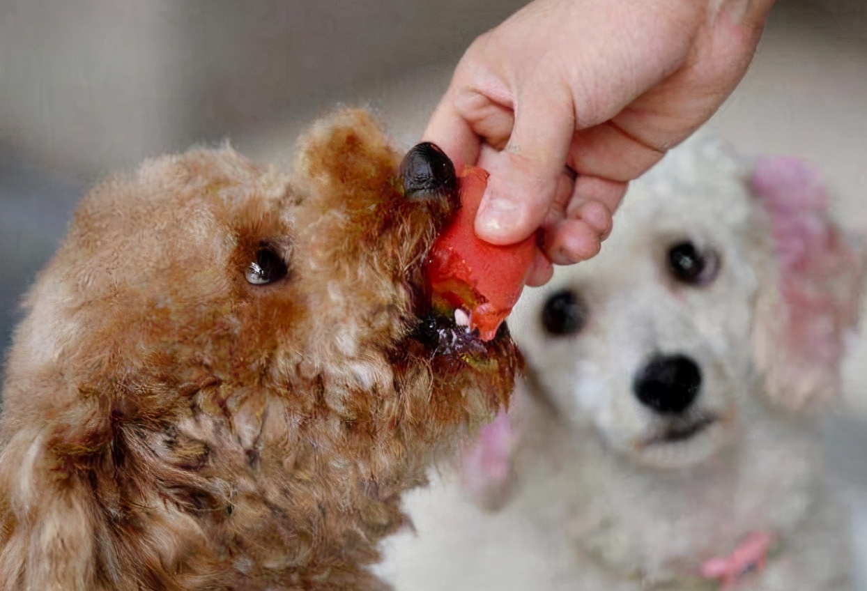 泰迪犬串串毛摸着粗糙是像土狗吗,如何区分泰迪犬纯种还是串