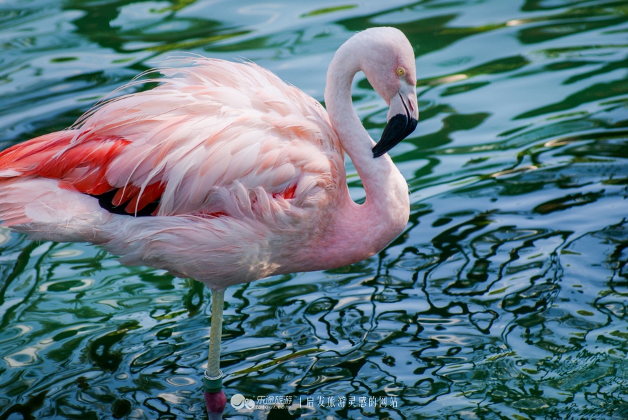 奥巴马卸任以后做什么工作,奥巴马卸任后做什么