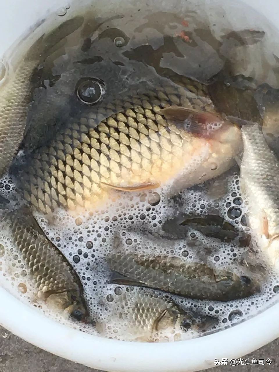 野钓为什么没有口,野钓为何没口而且顶漂