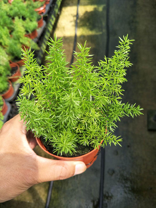 天门冬养护方法,天门冬盆栽养护方法