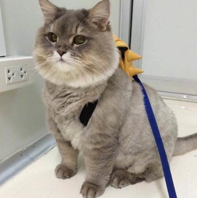 加菲猫长不胖怎么办,加菲猫胖了视频