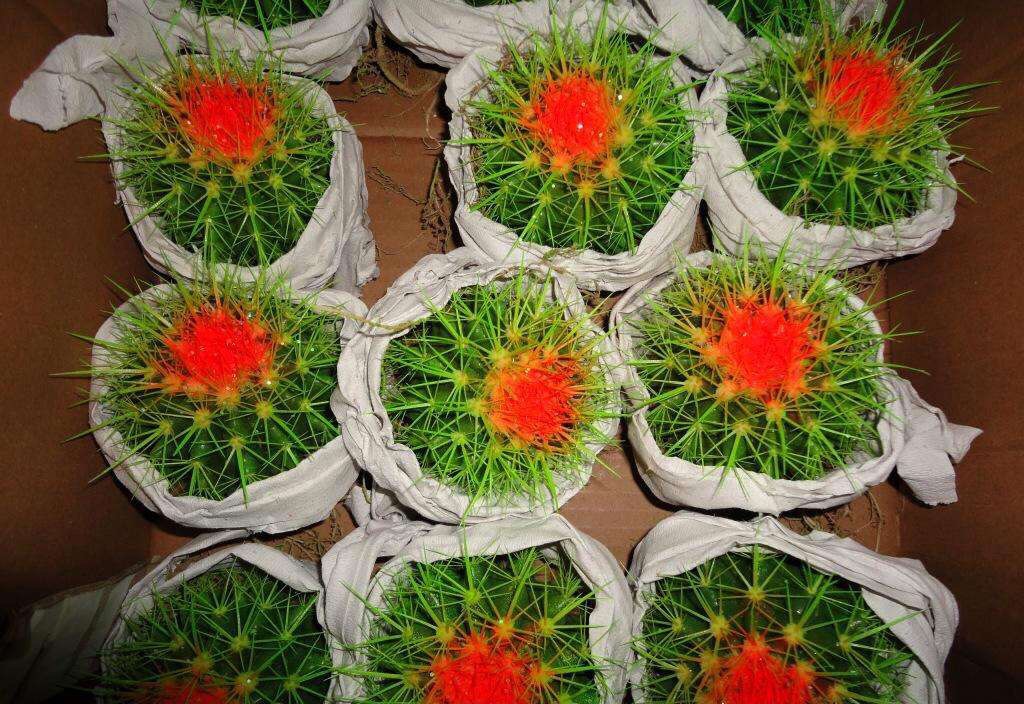 养仙人球运气好吗,仙人球养殖方法和浇水方法图片