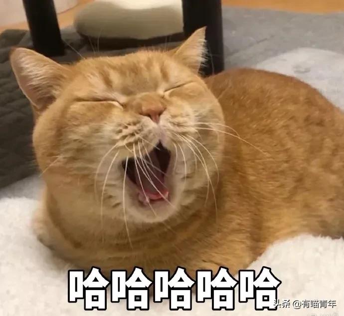 听说给猫起名越贱越好养活,科普给猫起名