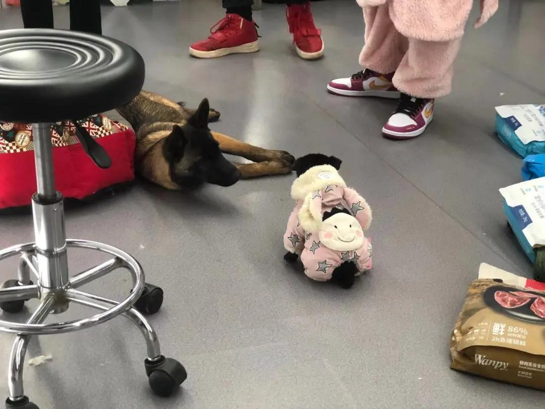 男生猛犬穿女装,男生细狗穿女装