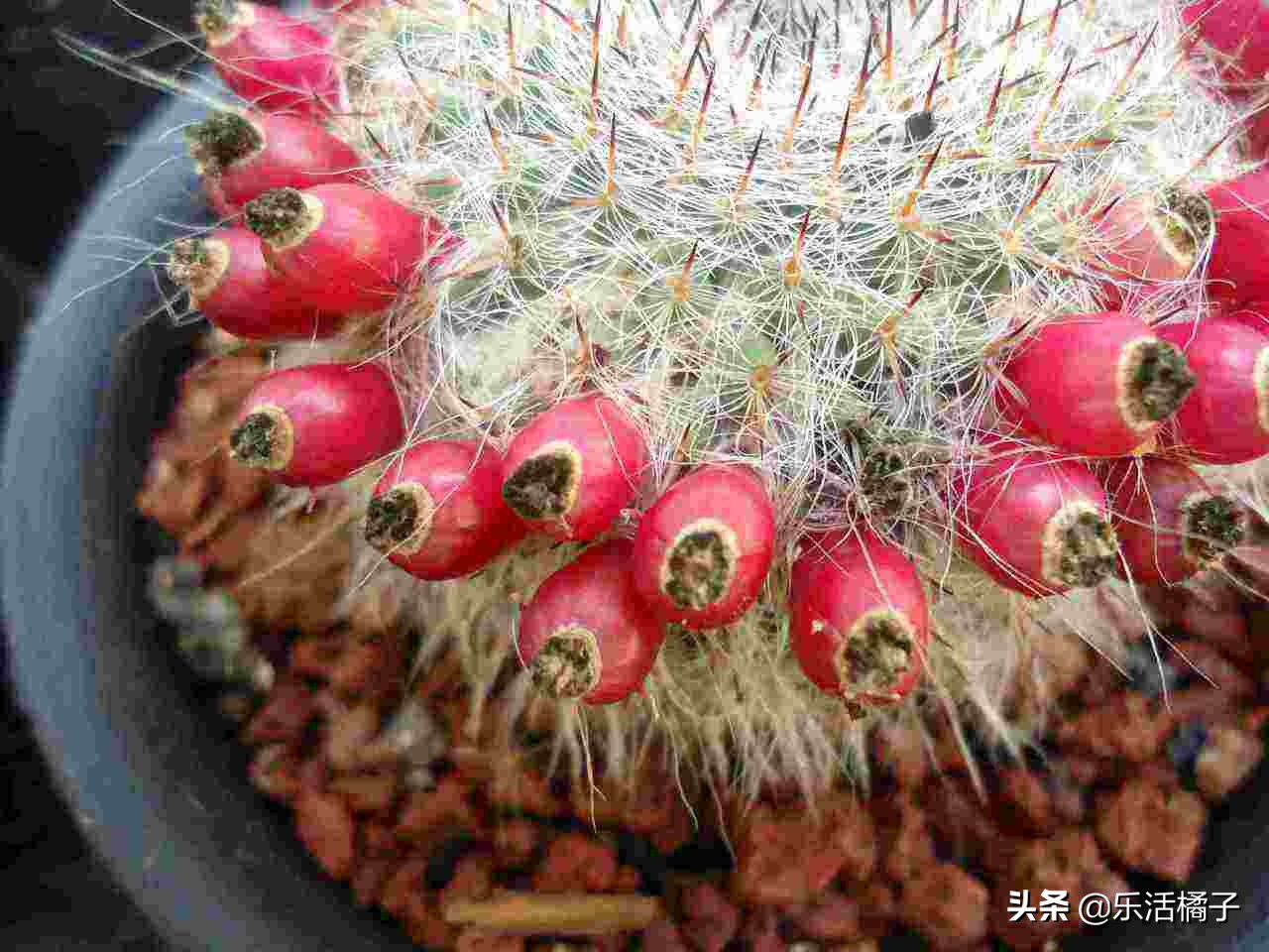 折腾不死开小花仙人球仙人掌玉翁，懒人种花盆栽，光照浇水很关键