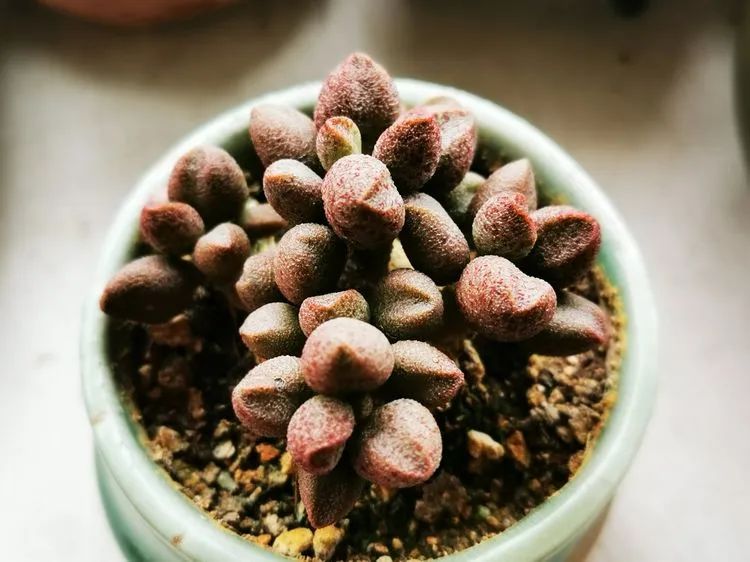 多肉砍头的怎么养,多肉怎么砍头才能爆发