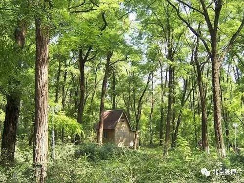 北京国家森林公园风景,画说北京故事