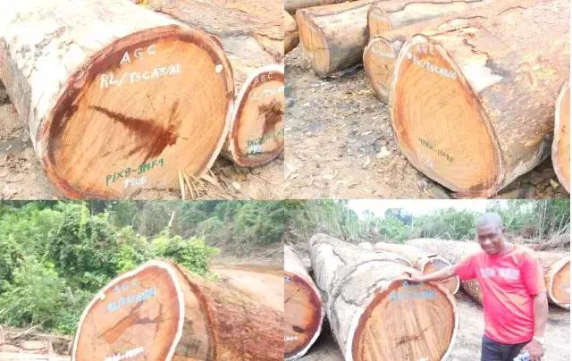 缅茄菩提子作用,缅茄菩提子怎么打孔