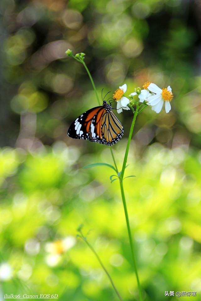 佳能rf24-702.8镜头,推荐几款佳能相机和镜头