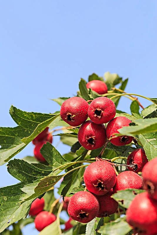 六种常见水果,中国常见水果品种图片及名称