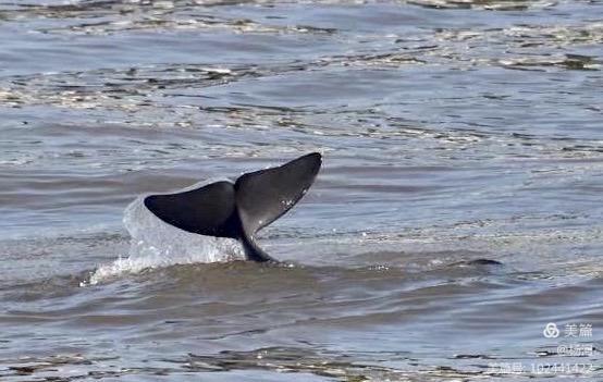 江豚戏水，醉美长江