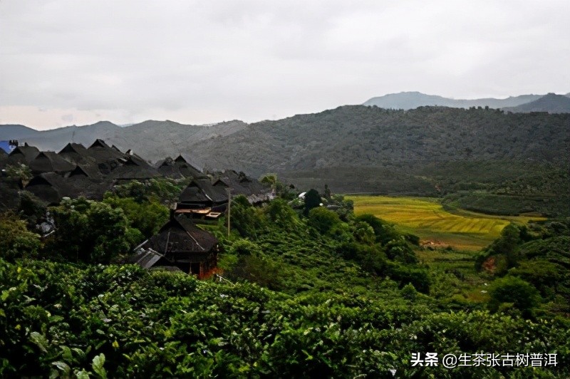 追溯普洱茶悠久的历史和文化,深入探索普洱茶的历史及其由来