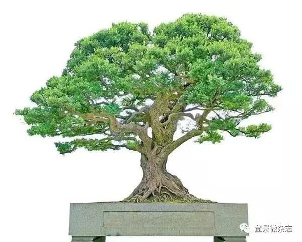 全世界最贵的100棵盆景,最贵的十种盆景