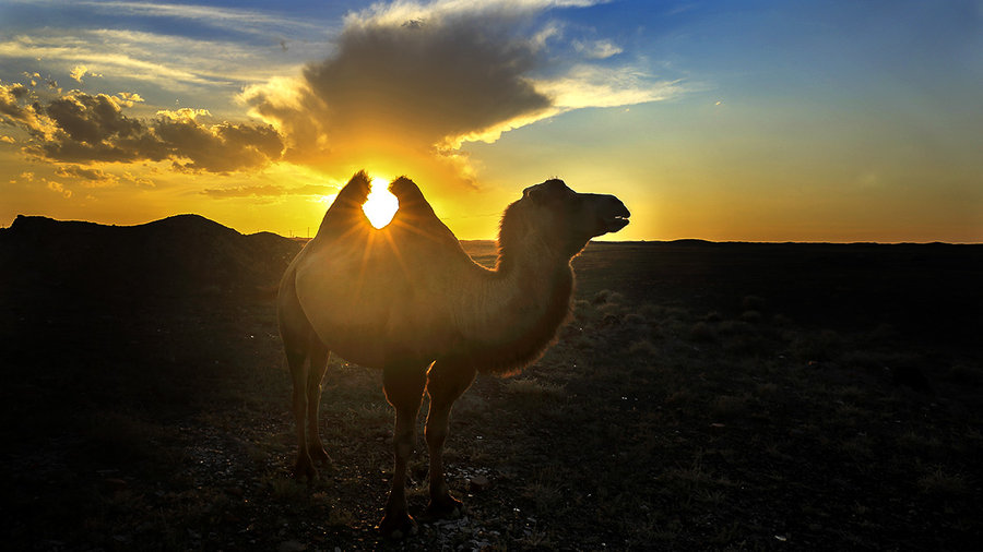 骆驼负重力有多强,骆驼负重前行