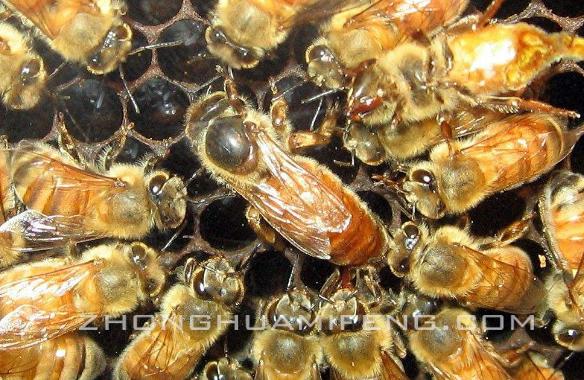 蜜蜂养殖技术新手养殖不可错过,蜜蜂养殖基本技术总结