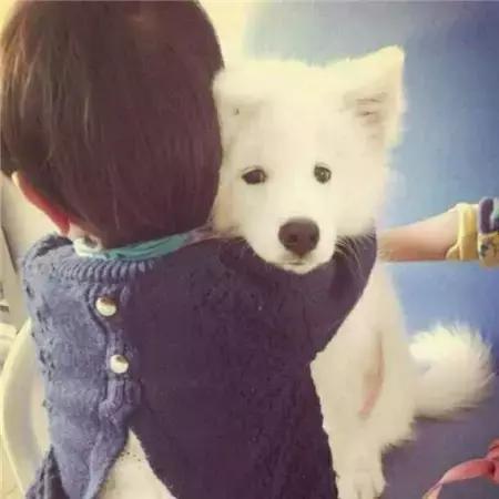 养狗投资,投资养狗