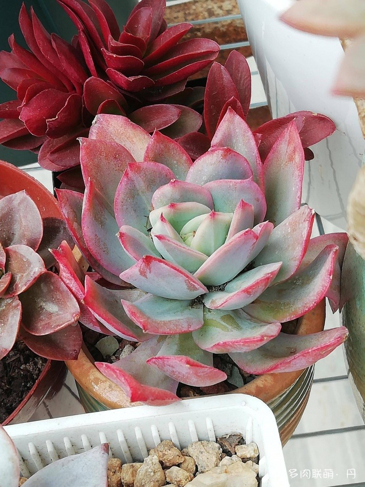 多肉长大了越来越好看,服盆期多肉变小