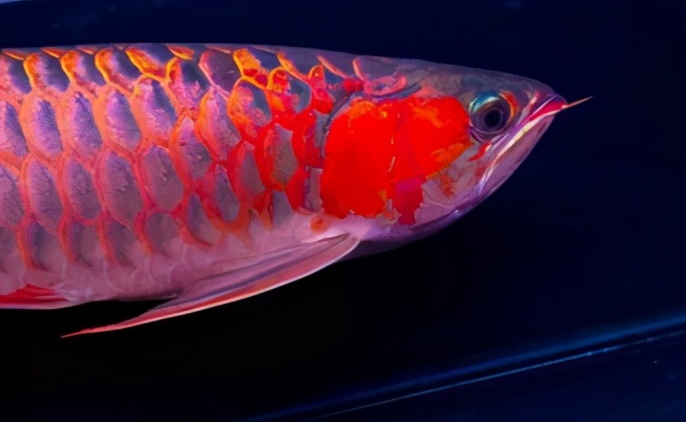 小龙鱼疾病,龙鱼突发疾病