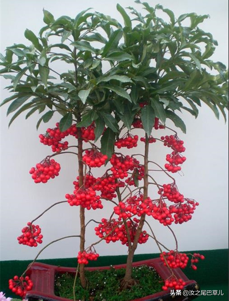 结紫色小果子的植物有哪些,什么植物可以结出好吃的果子