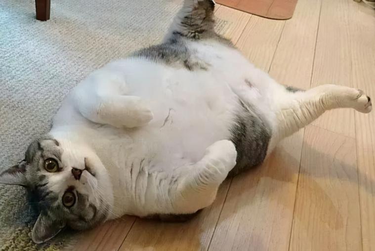 猫咪便便臭有血,猫咪呕吐便便很臭是怎么回事