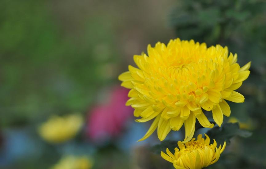 关于重阳赏菊花现代诗句,秋夜里赏菊花唯美诗句