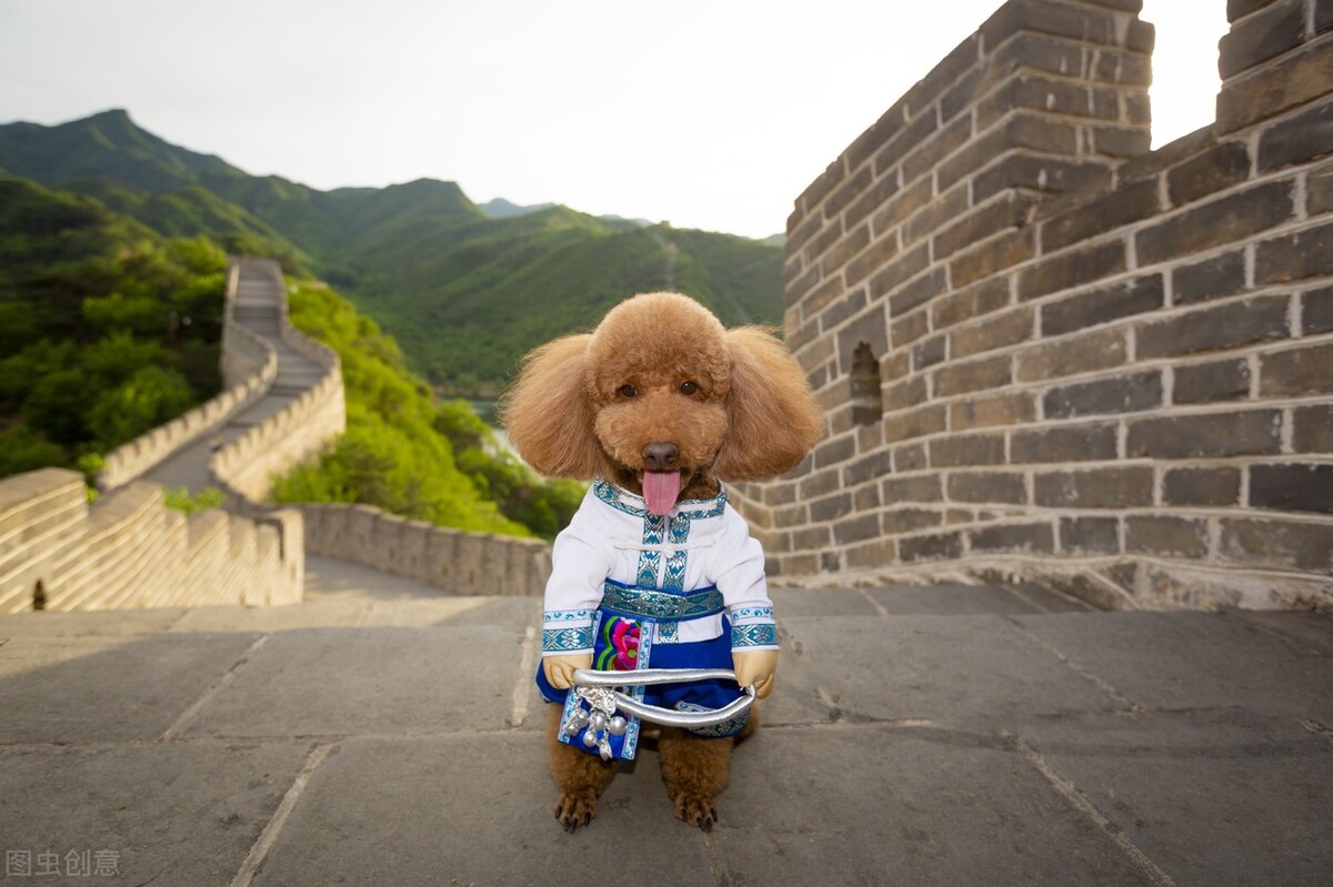 养狗狗异味太大怎么办,泰迪狗狗脚臭怎么除去