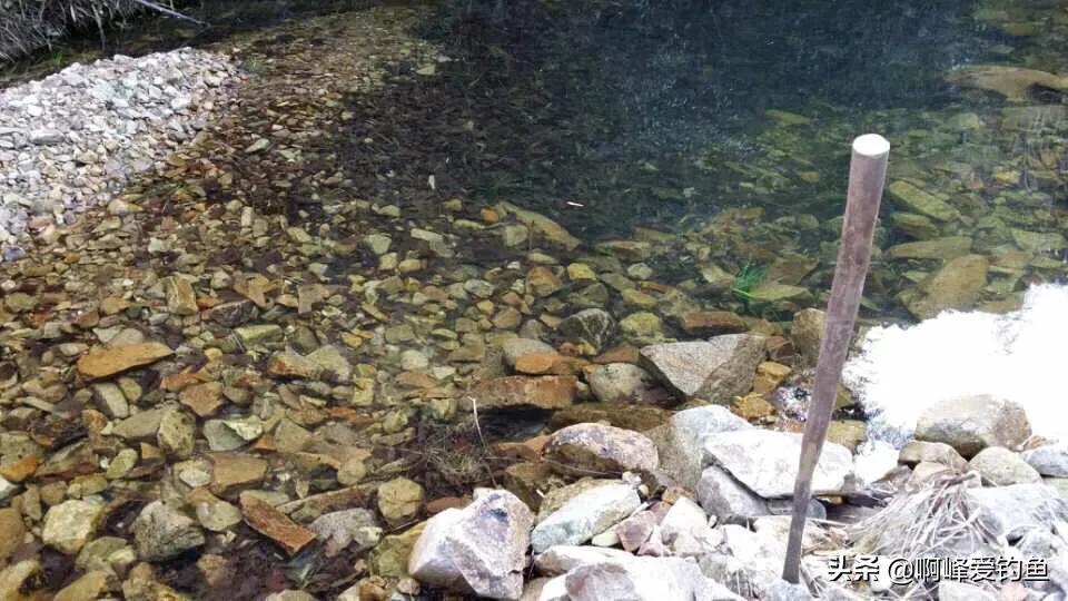 小溪垂钓野生溪鱼非常过瘾,福建农村小溪最常见的鱼