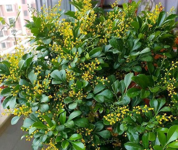 米兰花在家养好么,怎样才能把米兰花养好