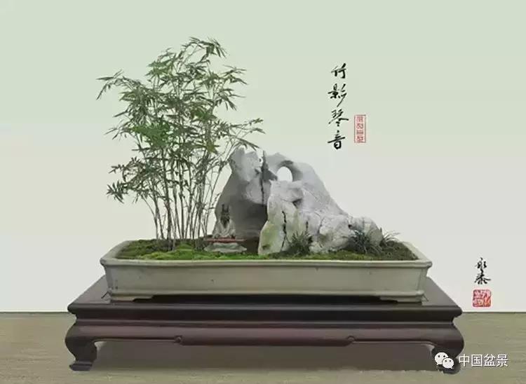 盆景植物最好养的,好养易活的盆景植物有哪些