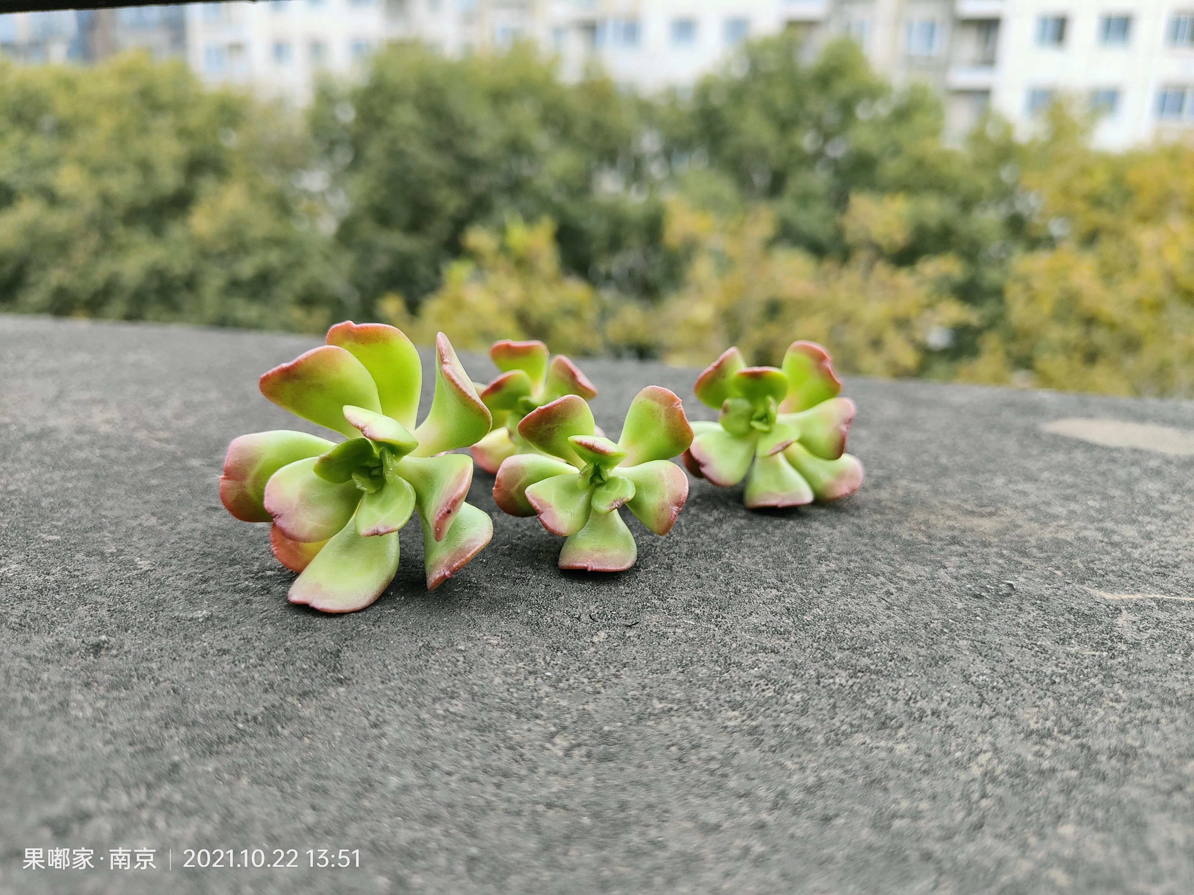 肉肉变美的季节到了,怎么把肉肉练精致