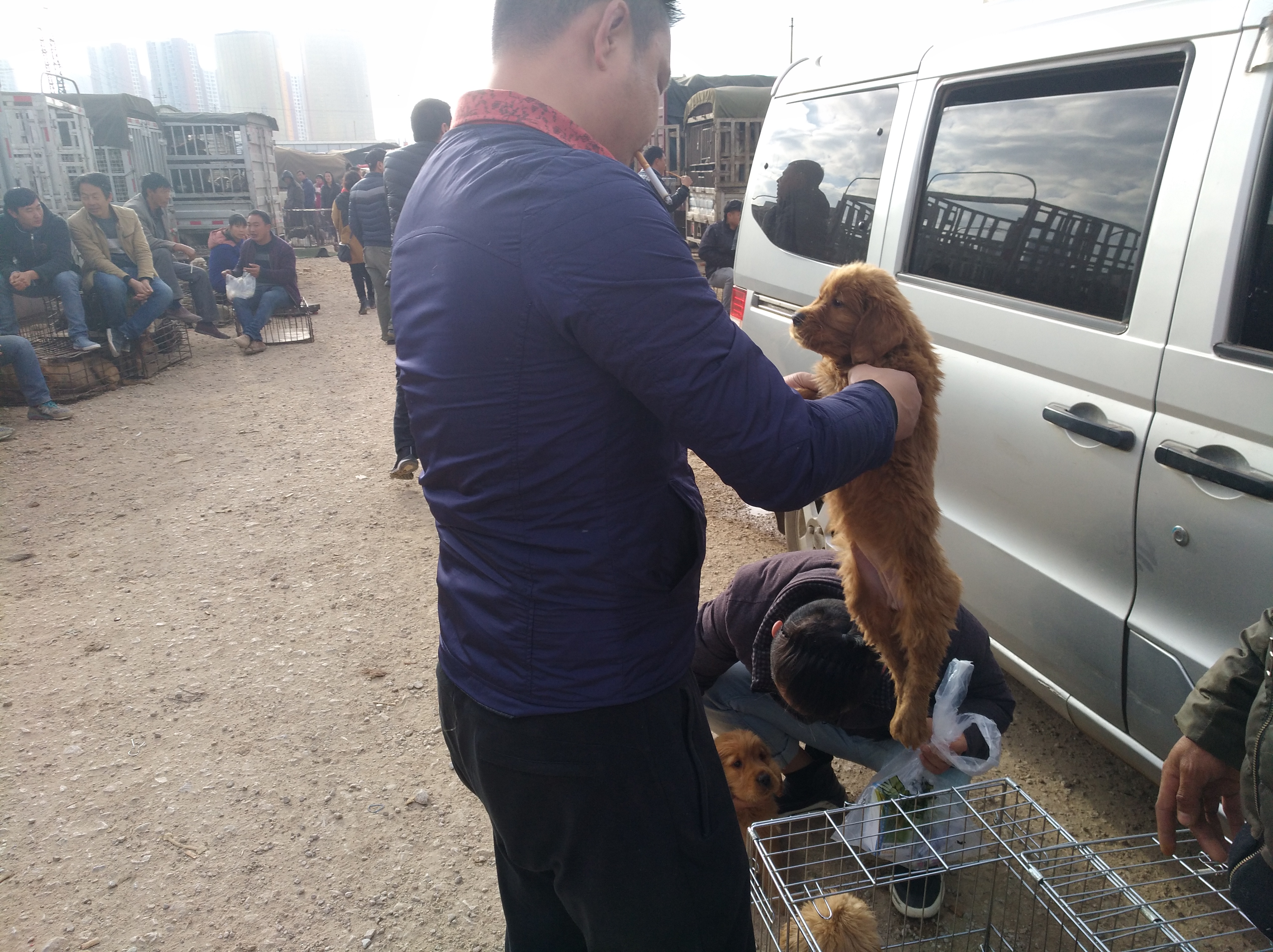 养殖场纯种金毛犬幼犬出售,犬舍金毛出售