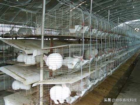 兔臭味怎么去除,兔臭怎么办