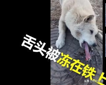 冬天不能用舌头舔铁栏杆,冬天不能用舌头舔铁吗