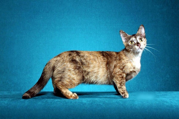 各种猫咪花纹品种,名贵品种猫咪大全