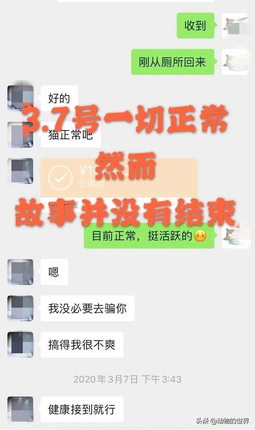 养了四年缅因猫被淹死,缅因猫23万后续