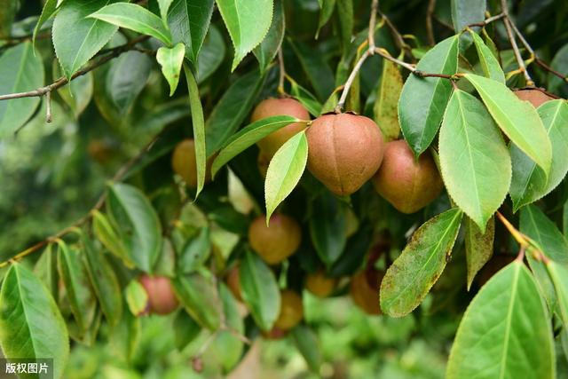 高产油茶种植要求,油茶种植现状及高产栽培技术