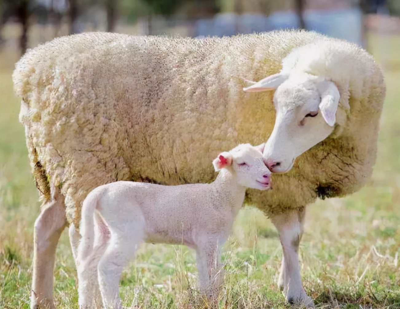 母羊流产后如何处理,母羊流产了怎么给母羊保健