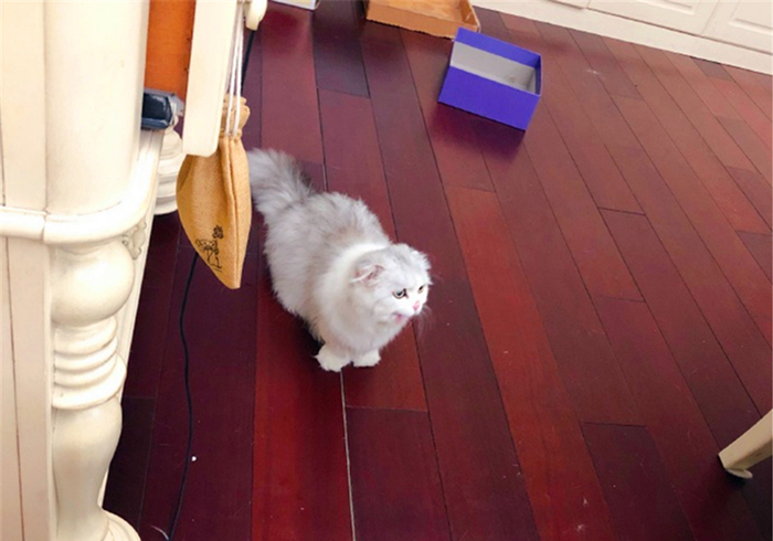 辟谣猫咪真的没有九条命,猫咪喝水喝少了会怎么样