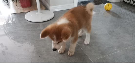 狗后腿一只不敢着地,狗后腿外八走路视频