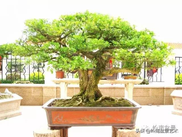 室内十大盆景名贵树种排名,十大盆景名贵树种排名火棘