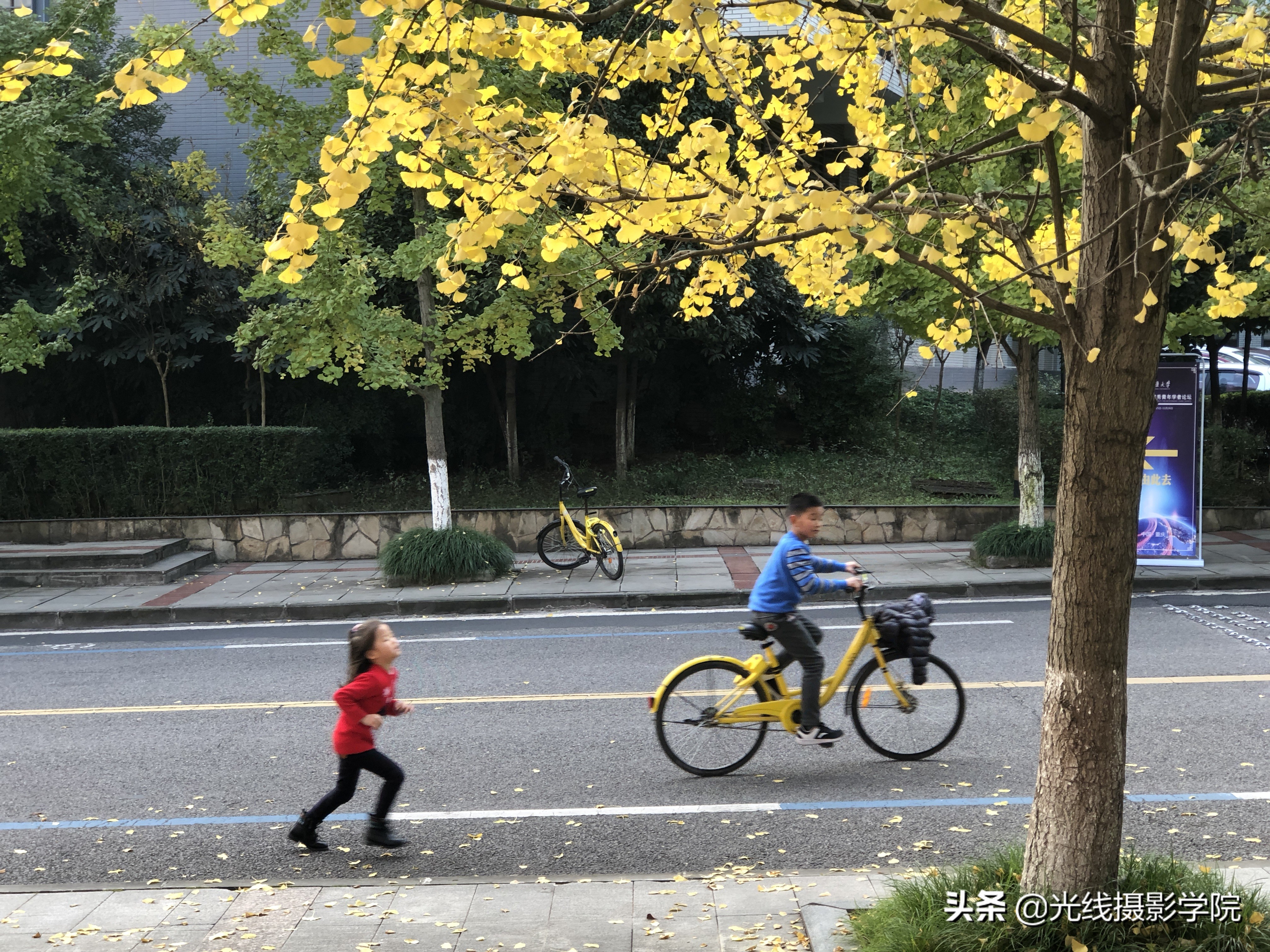 重庆赏银杏,重庆初冬呈现金色银杏