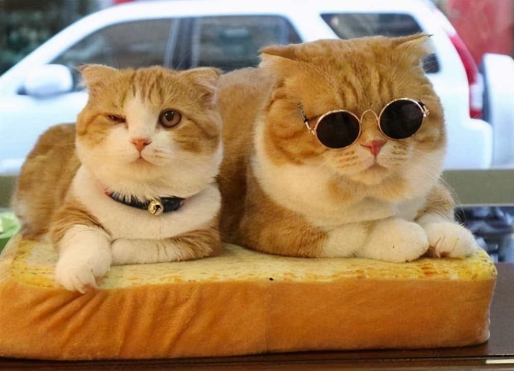 宠物猫太胖好不好,宠物猫怎么减肥