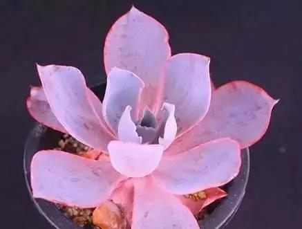 推荐轻松玩转100种常见多肉植物,700种多肉植物图鉴pdf百度云